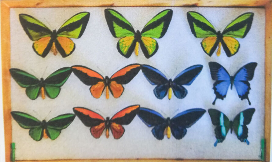 Die schillernde Vielfalt der Insekten