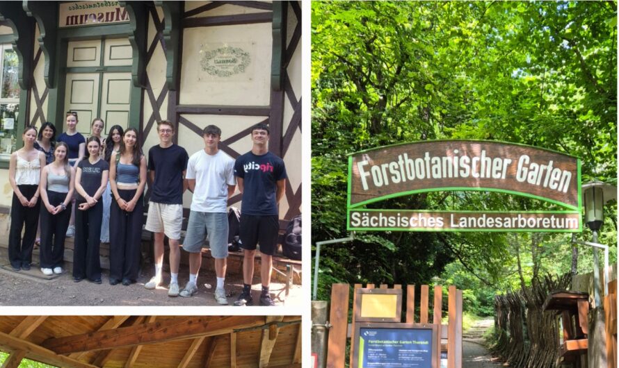 „Die Bedeutung des Waldes als natürlicher Hitzeschutz“ – Leistungskurs Biologie 11 zur Exkursion im Forstbotanischen Garten Tharandt
